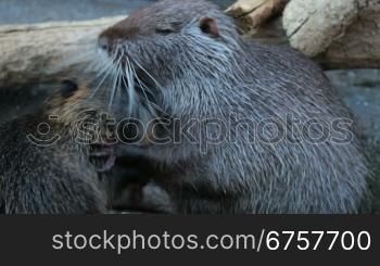 two nutria playing