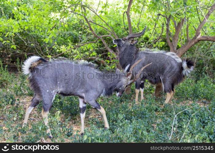 Two nyala bulls in a standoff Kruger NP South Africa