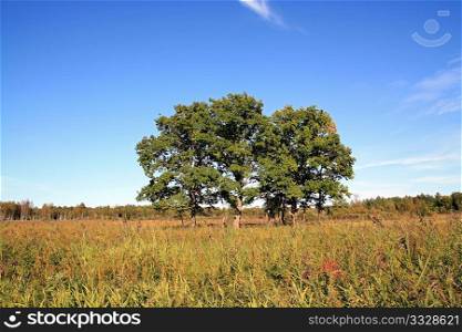 two oaks on autumn field