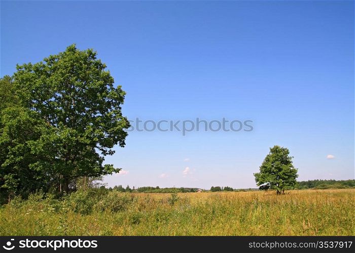 two oaks on yellow field