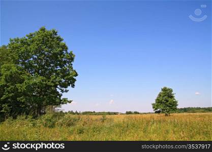 two oaks on yellow field