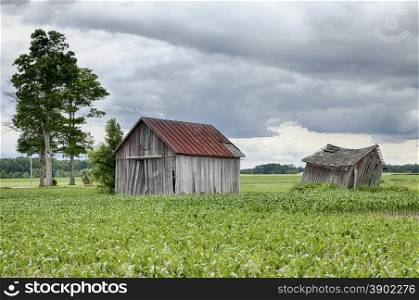 Two old, weathered farm sheds stand in the middle of a corn field on cloudy summer day on a farm in Ohio.