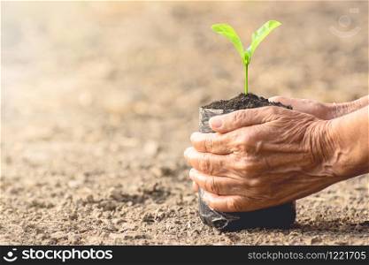 Two old woman&rsquo;s hands are holding a growing seedling bag on a drought ground, ecology concept.