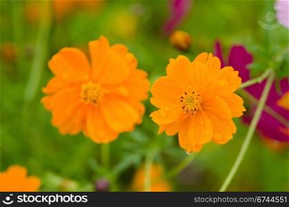 Two orange cosmos flowers. Two wet orange cosmos flowers, Cosmos bipinnatus, in Japan