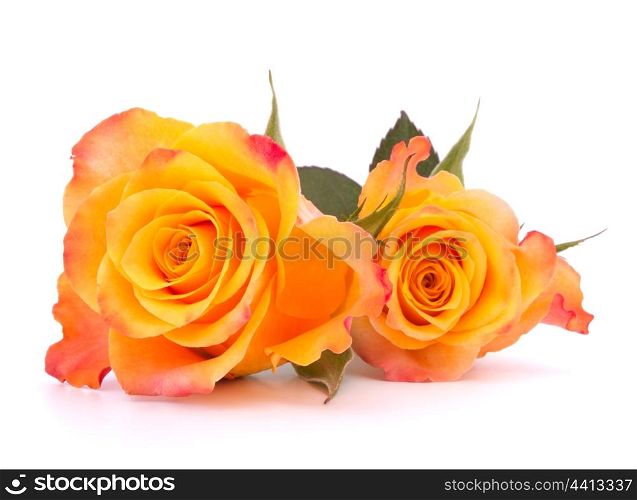 Two orange roses isolated on white background cutout