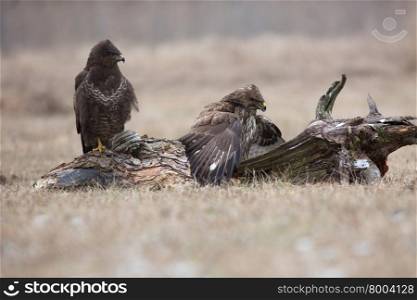Two ordinary buzzard (Buteo buteo)) competing for food, one of them covers the wings hunted rodent. Horizontal view.Poland, meadow near Narew river in winter.