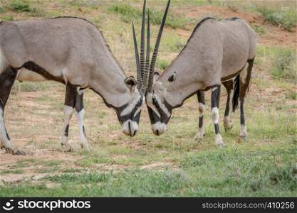 Two Orxy fighting in the grass in the Kalagadi Transfrontier Park, South Africa.