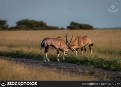 Two Oryx fighting in the grass in the Central Kalahari, Botswana.