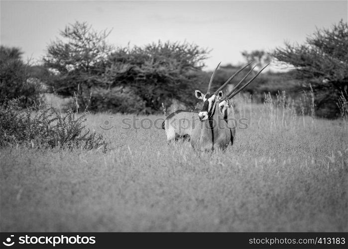 Two Oryx standing in the grass in black and white in the Central Kalahari, Botswana.