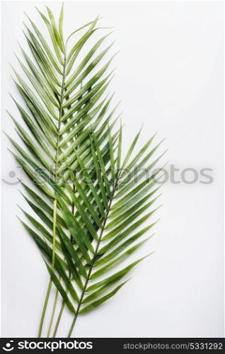 Two palm leaves on white table background, top view