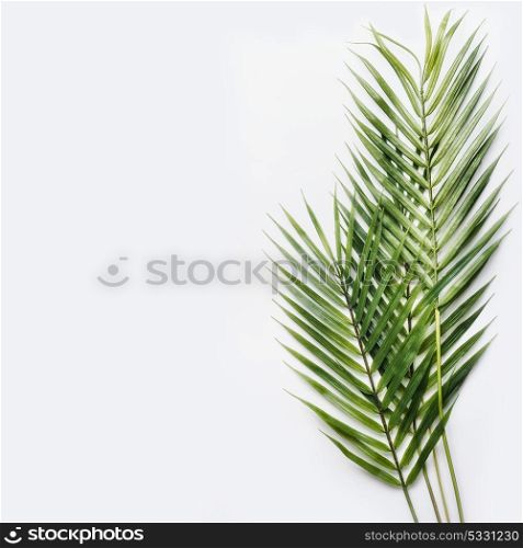 Two palm leaves on white table background, top view, place for text, mock up