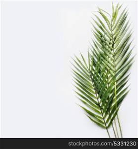 Two palm leaves on white table background, top view, place for text, mock up