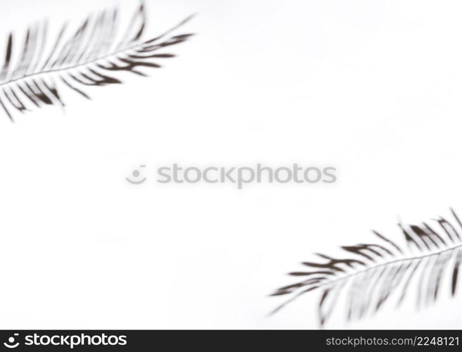two palm leaves white background