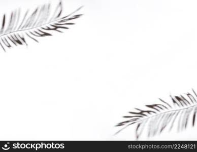 two palm leaves white background