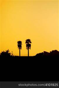 Two palm tree silhouettes against orange sunset sky on California coast.