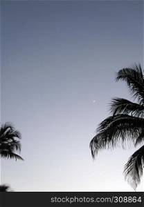 two palm trees and the moon on a clear sky