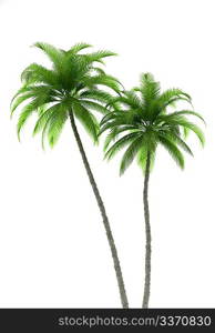 two palm trees isolated on white background