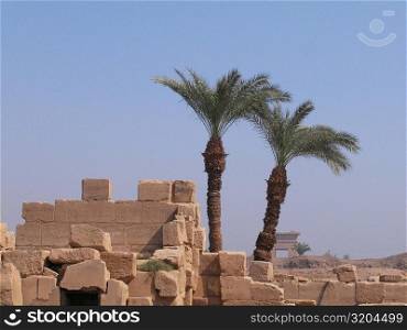 Two palm trees near a stone wall, Temples Of Karnak, Luxor, Egypt