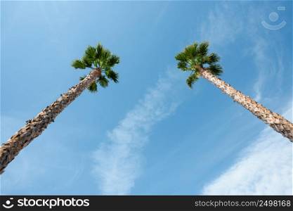 Two palm trees over blue sky on vacation beach perspective view with copy space