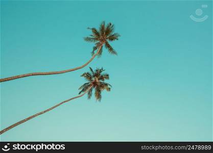 Two palm trees with coconuts hanging over the beach with clear blue sky on background vintage color toned