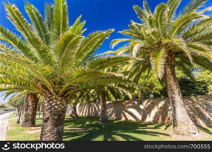Two palm trees, with deep blue sky in background with wall