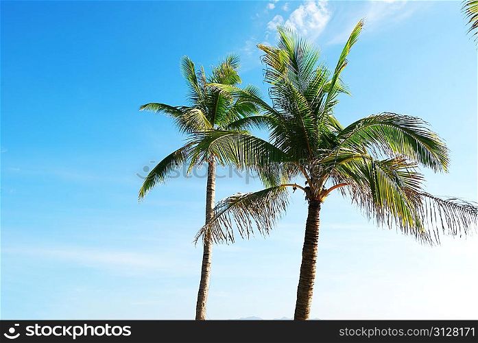 Two palms against blue sky