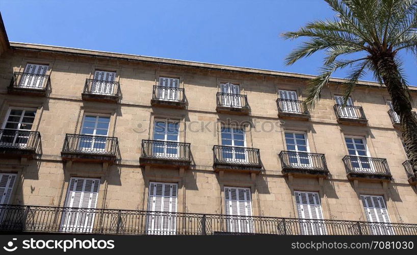 Two palms in the plaza