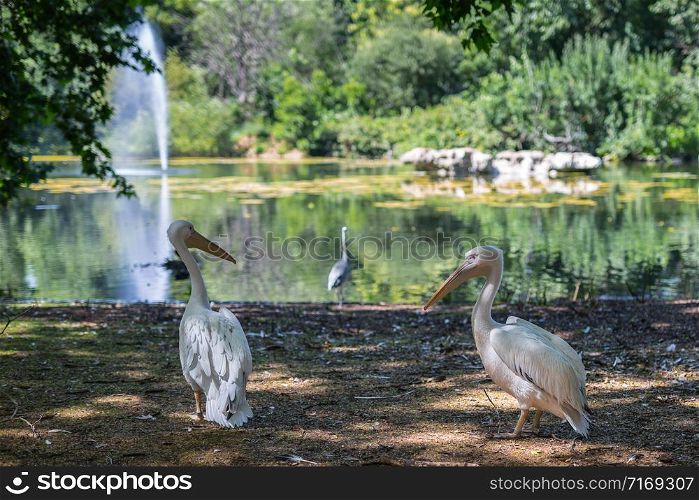 Two Pelicans on the Shore of a Pond: Sunny Spring Day.. Two Pelicans on the Shore of a Pond: Sunny Spring Day