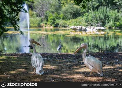 Two Pelicans on the Shore of a Pond: Sunny Spring Day.. Two Pelicans on the Shore of a Pond: Sunny Spring Day