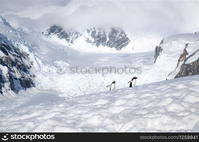 Two penguins march lonely in the highlands covered by snow-covered mountains
