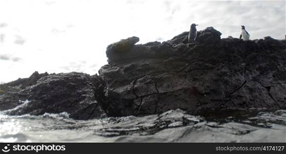 Two penguins on a rock, Puerto Egas, Santiago Island, Galapagos Islands, Ecuador