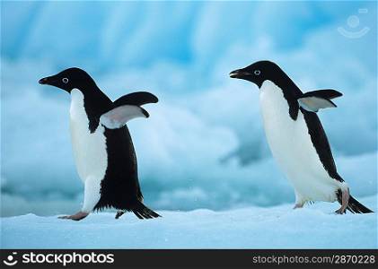 Two Penguins on snow