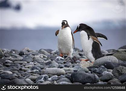 Two penguins walk on shore in front of white glaciers in Antarctica