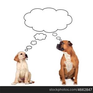 Two pensive dogs isolated on a white background