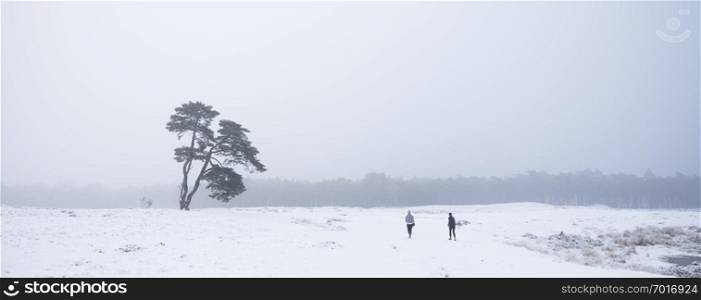 two people jog in winter landscape towards lonely pine tree near zeist and utrecht in the netherlands