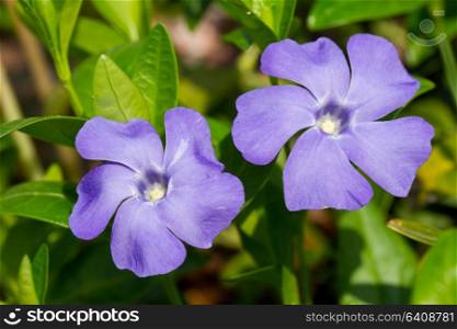 Two Periwinkle flowers on thee green grass
