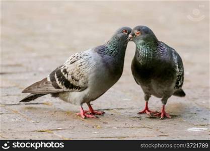 Two pigeon kissing by inter locking their beaks
