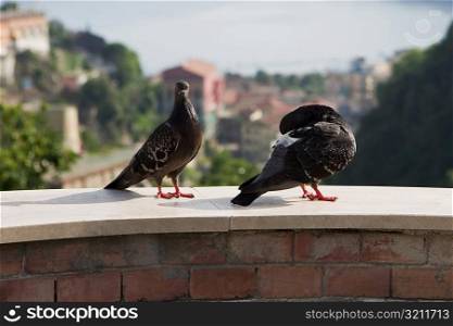Two pigeons standing, Vietri sul Mare, Costiera Amalfitana, Salerno, Campania, Italy