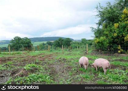 Two pigs in a fenced area of a garden