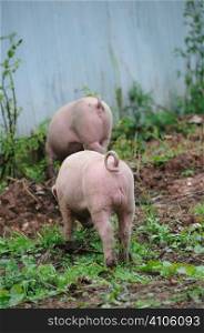 Two pigs out and about on the farm