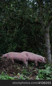 Two pigs under an apple tree