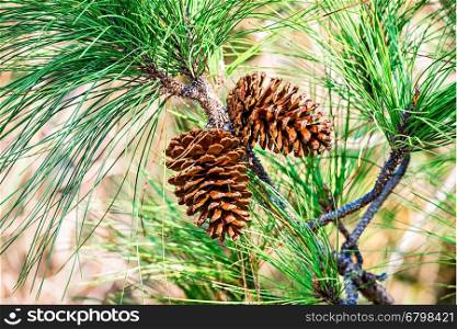 two pine cones on a branch
