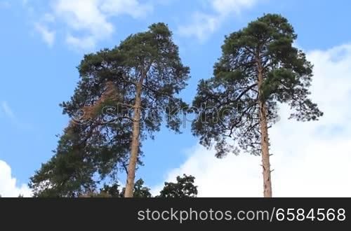 Two pine trees swaying in the wind