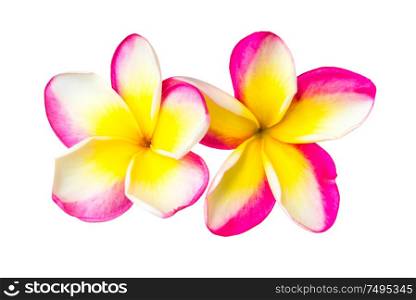 Two pink and yellow frangipani plumeria flowers with isolated petals on white background