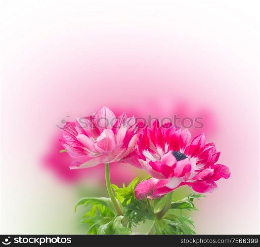 two pink anemone flowers isolated on white . pink anemone flowers
