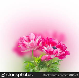 two pink anemone flowers isolated on white . pink anemone flowers