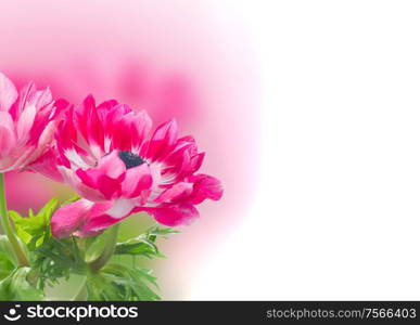 two pink anemone flowers isolated on white . pink anemone flowers