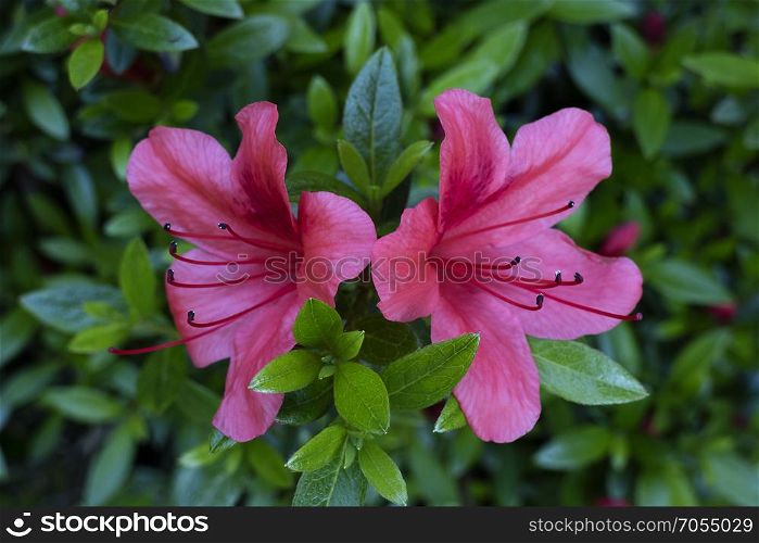 Two pink azalea flowers