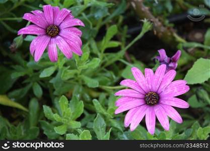 Two pink daisies over a leafy and green background.