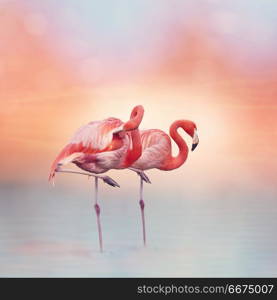 Two Pink flamingos in the water at sunset